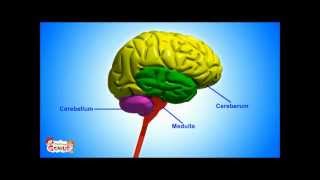 Brain Parts & Functions  video for Kids from www.makemegenius.com