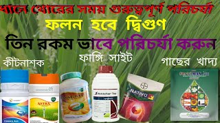 ধানের থোর আসার আগের গুরুত্বপূর্ণ পরিচর্যা। amistar top syngenta। acephate 95 sg uses।npk 0 52 34.