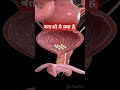बताओ ये क्या है। General knowledge/GK questions shorts #मेरीपाठशाला #viralshort #body#meripathshala