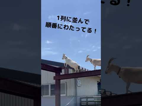 【うだ・アニマルパーク】やぎの橋わたり　見てきた　#動物#アニマル#やぎ#shorts#ふれあい動物園