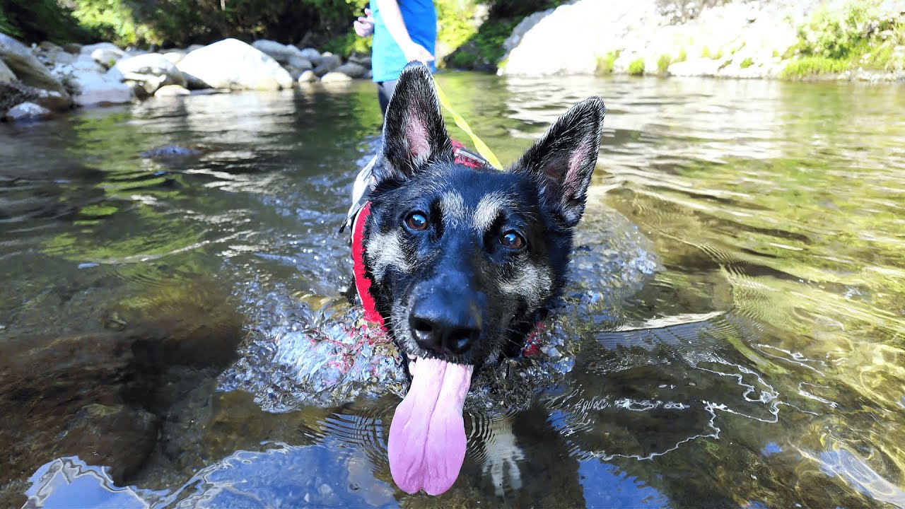 キャンプ場で愛犬と初めてコテージに泊まったら、波瀾万丈な夜になりましたｗ
