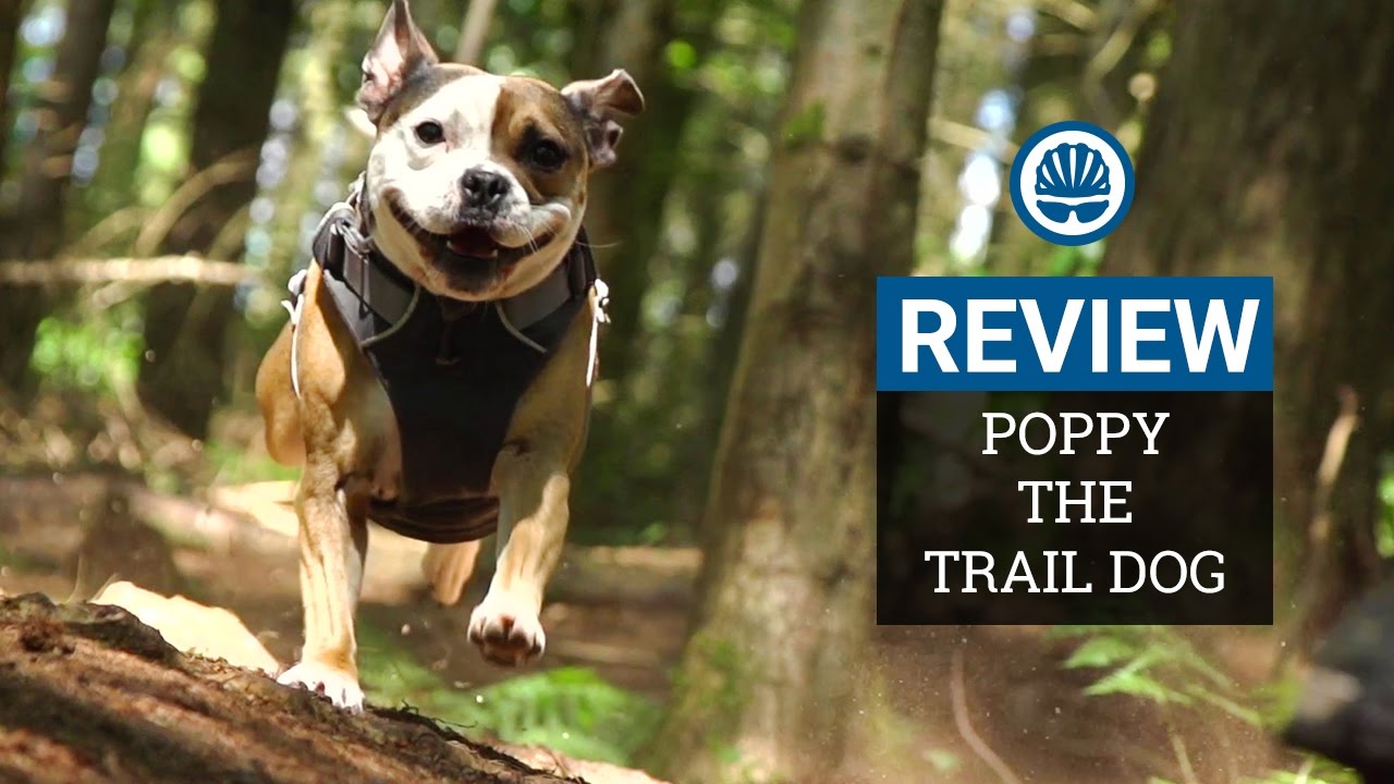 Poppy The Trail Dog Review - Compact, Short-Travel Enduro Hound