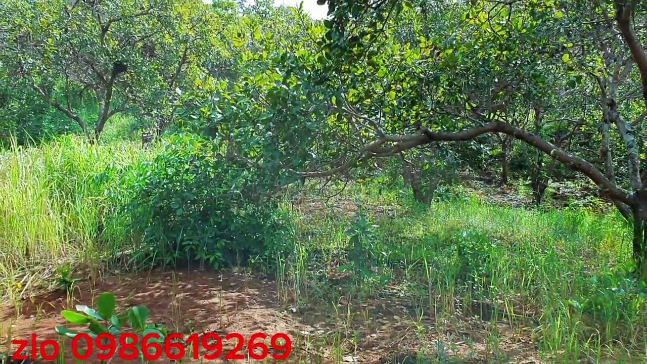 1,1ha gia 500 trieu  het  Dat  chu  con  khyen  mai  cho  luom 7 sao  dieu  Ben canh