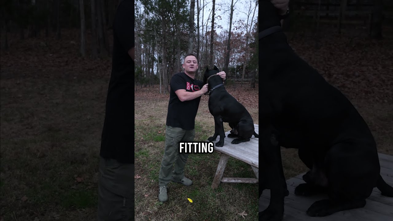 How To Fit On A Prong Collar The Right Way