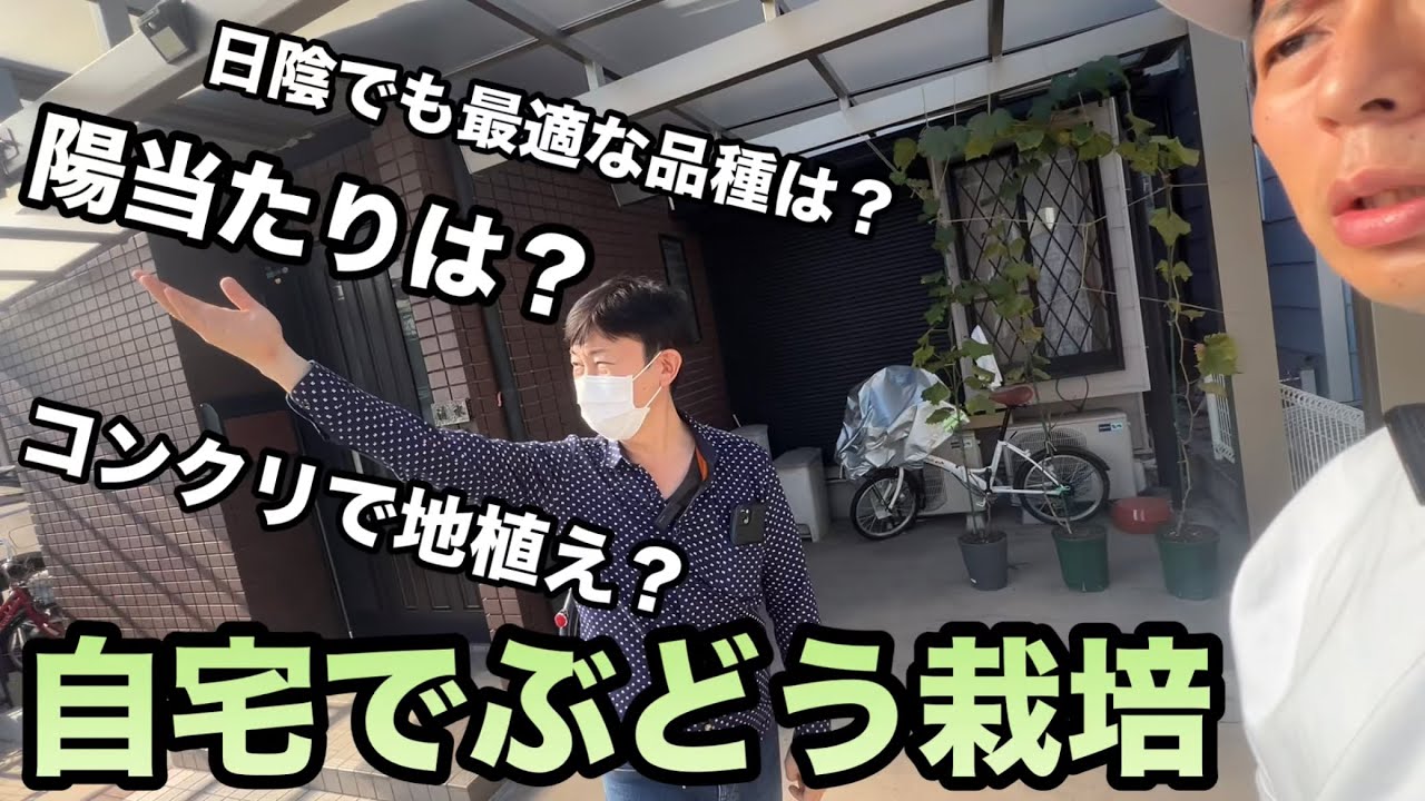 農園訪問(大阪編)前編〜自宅でぶどう植え付け1年目の課題と環境を最大に活かした栽培計画〜2023-11-01