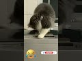 Funny animals moment part 578 #funny videos  #funnyvideo