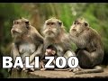 Зоопарк на о.Бали (Bali Zoo)