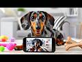 COMPILACIÓN MEJORES SHORTS - PERROS SALCHICHAS 🐶🌭