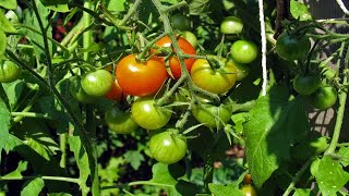 How to Garden: Maximize Root Growth in Tomato Seedlings