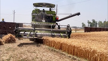 Kartar 4000 harvester combine | harvesting and dropping wheats 🌾 in the trolley