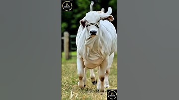 Sapi brahman #sapi #sapimakan #sapijumbo #sapigemuk #cow