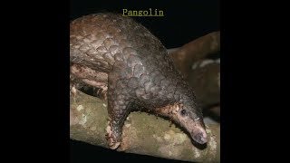 The Weird and Wonderful Wildlife of the World: Pangolins