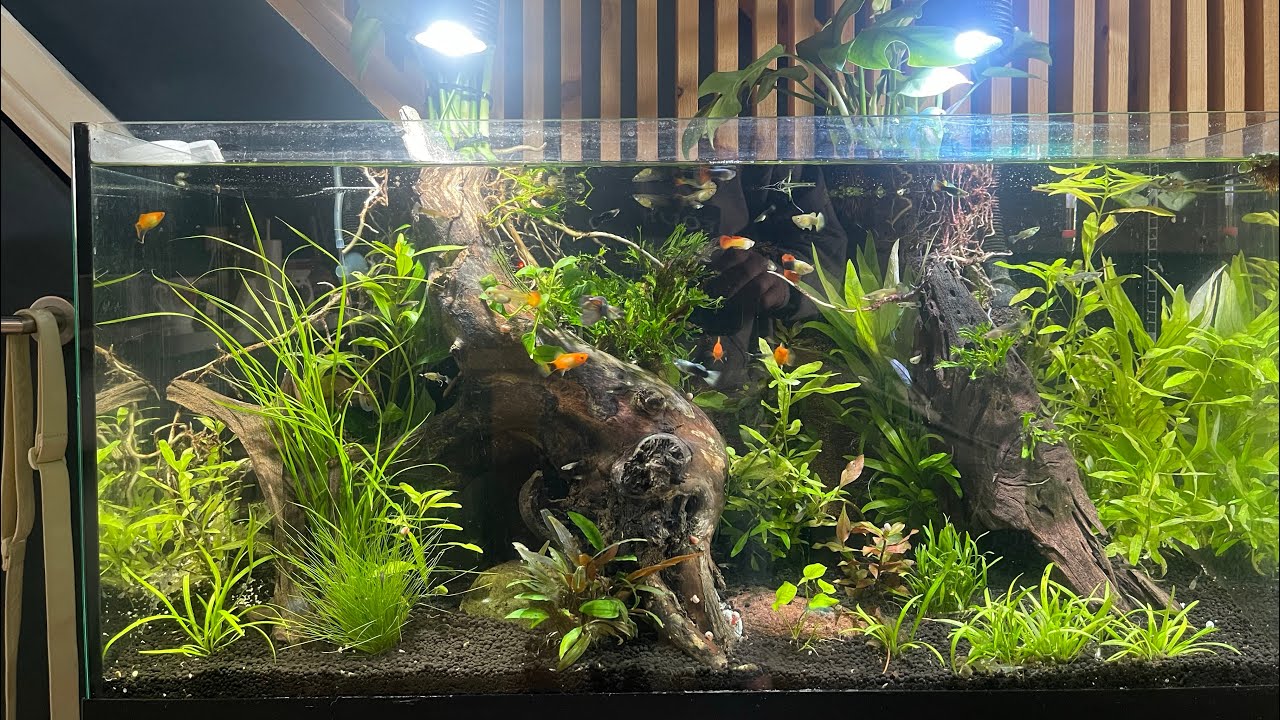 Jungle aquascape is complete and  it’s beautiful pt2 