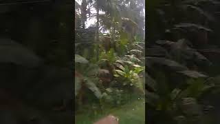 Klakson Panjang Cc203