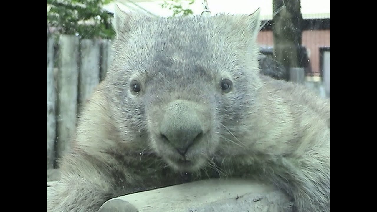 コモンウォンバット チューバッカ 多摩動物公園 07 Common Wombat Chewbacca Youtube