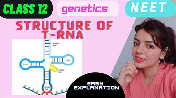 Structure of t RNA  II class 12 II chapter 6 molecular basis of inheritance