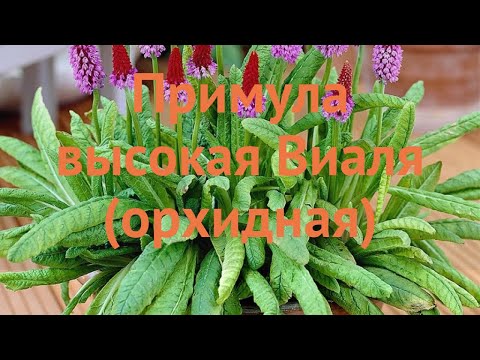 Примула высокая Виаля (орхидная) (primula) &#55356;&#57151; обзор: как сажать, саженцы примулы Виаля (орхидная)