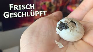 Meine Babyschildkröten schlüpfen! Eier der Griechische Landschildkröte schlüpfen I Karnico