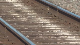 Numerous train derailments around the country causes concern for local officials
