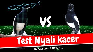 kacer gacor pancingan test burung pasti respon - nyaut