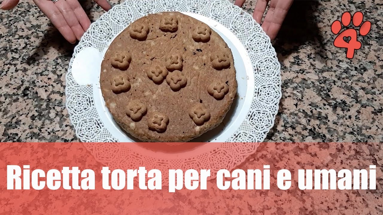 Ricetta torta per cani e umani: facile e veloce 