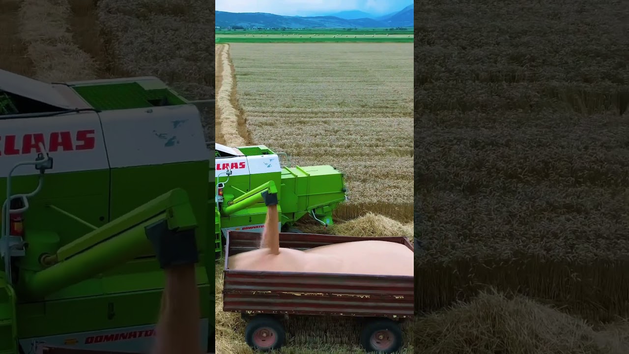 Claas Dominator -#claas #claaslexion #claasdominator #harvest #agriculture