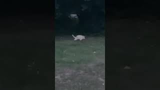 Check Out This Albino Porcupine