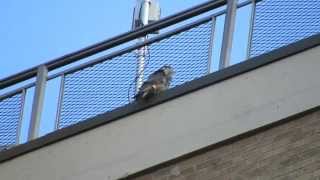 MVI 0039 Billie decides to move by the building to cut down on the wind