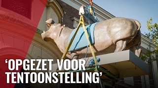 Download Lagu Iconisch nijlpaard Tanja keert voor even terug in Artis MP3