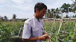 Cara pemangkasan tanaman Melon yg benar