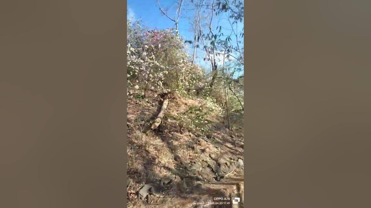 pathoreo-fote-full-southmumbai-nature-youtubeshort-youtube