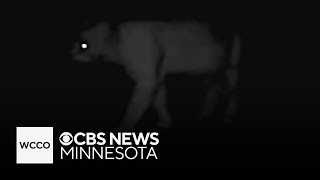 Cougar spotted roaming Minnesota community