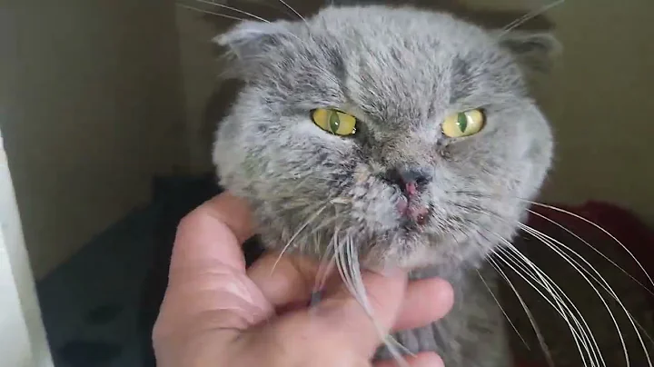 Video 10972301: british cat, furry pets, cat walk