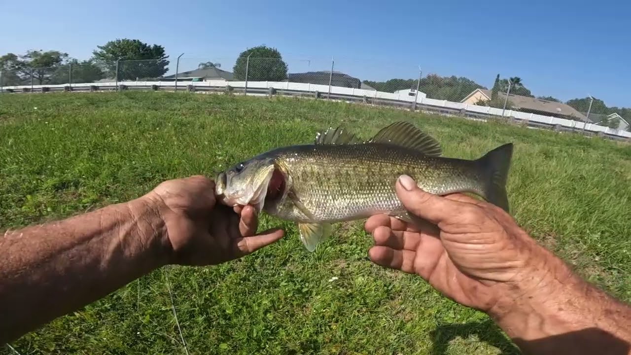 A day from the bank. fishing for Florida largemouth Bass