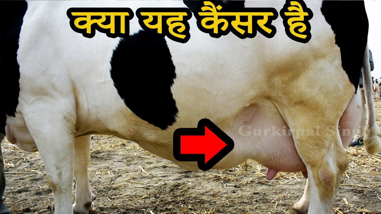 क्या एच एफ और जर्सी गाय के दूध में कैंसर होता है I Dairy Talk 58 I