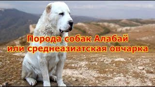 Порода собак Алабай или среднеазиатская овчарка