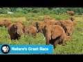 Nature's Great Race Overview