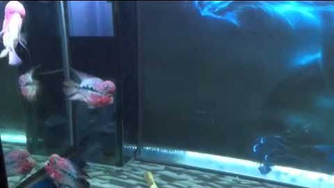 Cộng đồng cá rồng và la hán