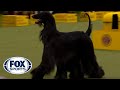 Louis the Afghan Hound wins the WKC Hound Group | Westminster Kennel Club