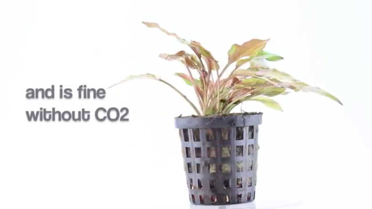 Aquarium Plant Cryptocoryne legroi - most suitable for smaller planted aquariums