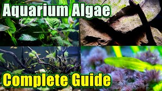 Complete Guide to Aquarium Algae  How to Identify it and Get Rid of It!