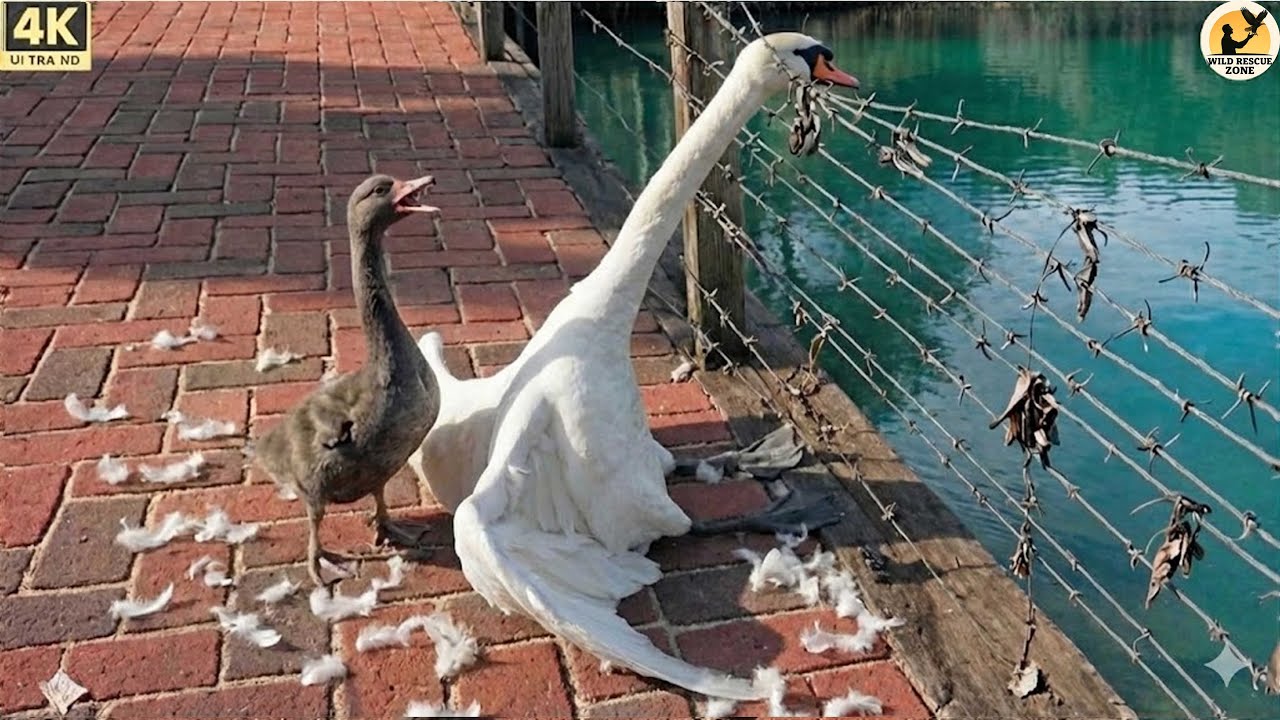 Птенец лебедя просит о помощи, чтобы спасти его маму. Спасаем мать-черного лебедя, застрявшую на за