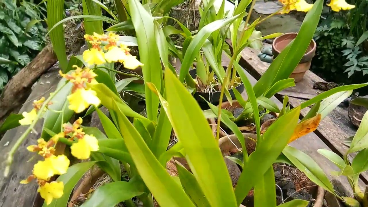 Tips agar anggrek oncidium golden shower rajin berbunga.