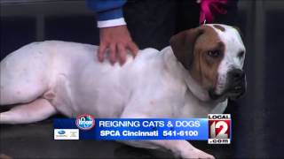 Adopt-A-Pet: November 1, 2014