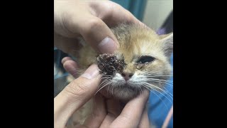救助两只猫咪，一只瞎了左眼，一只瞎了右眼！