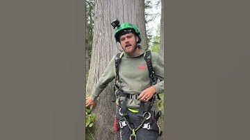 The Ultimate Tree Climber