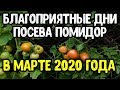 Когда садить томаты в марте 2020 года? Сеем семена помидоров на рассаду в благоприятные дни марта.