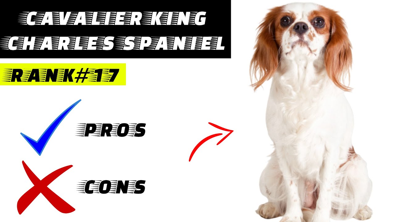 Cavalier King Charles Spaniel Pros And Cons The Good AND The Bad