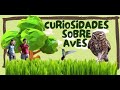 Curiosidades Sobre Aves #1