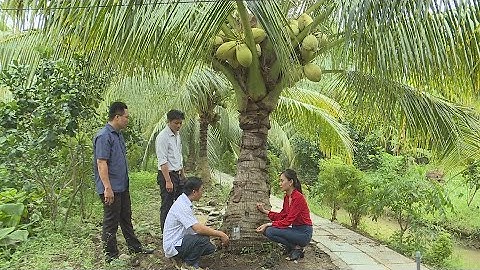 Hiệu quả từ chuyển đổi cơ cấu cây trồng ở Châu Thành